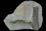 Pennsylvanian, Fossil Moss (Lepidodendron) Plate - Alabama #111205-1